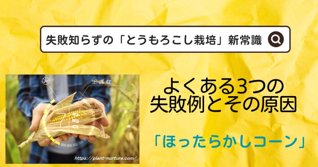 とうもろこし栽培をほったらかしでよくある3つの失敗例とその原因は？初心者向け育て方のコツを一挙公開